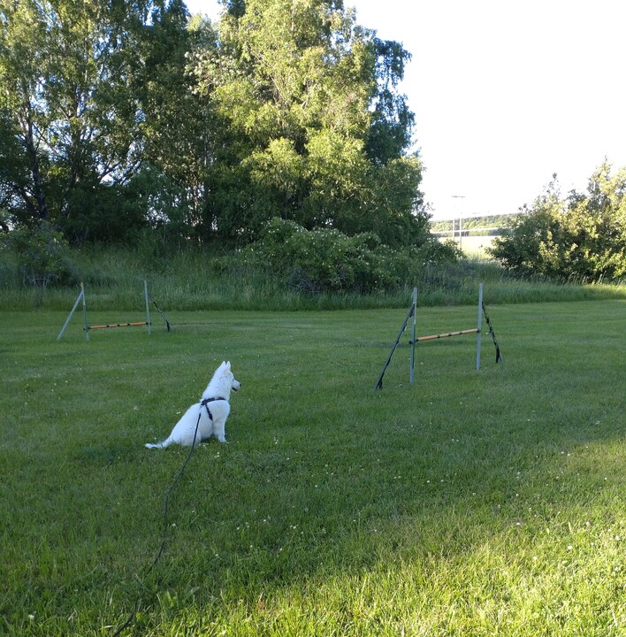 Lumi sitter