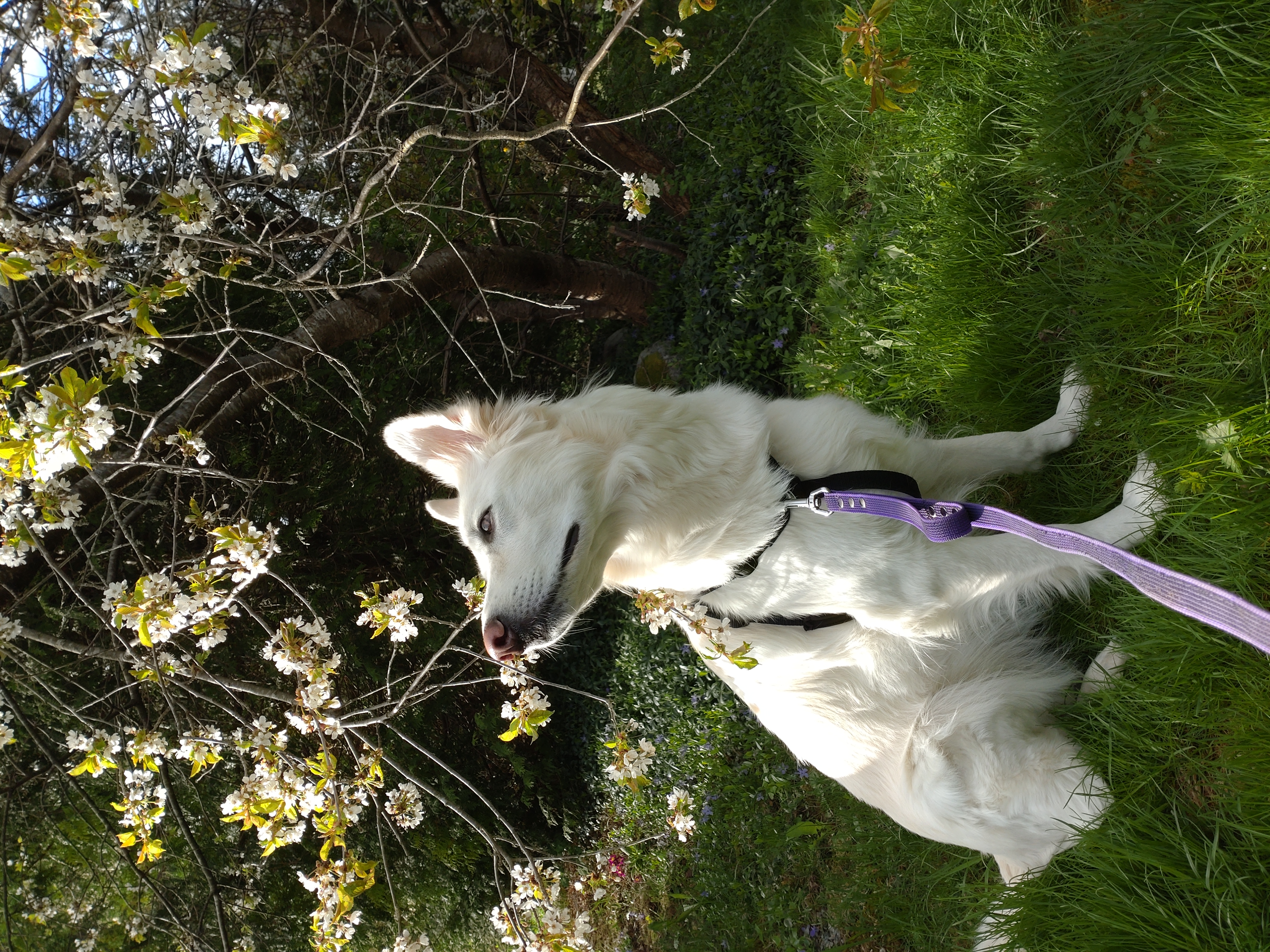 Lumi