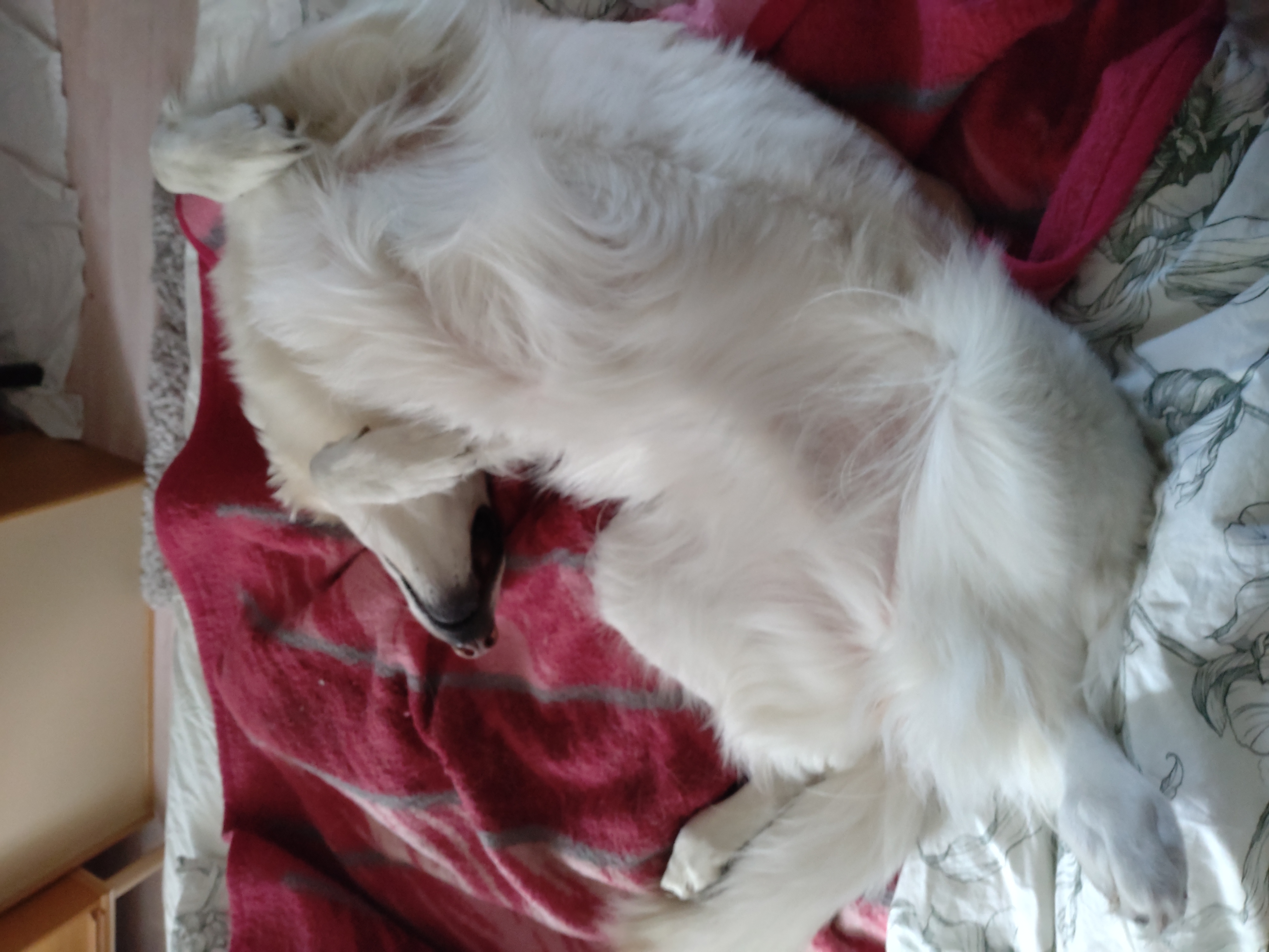 Lumi