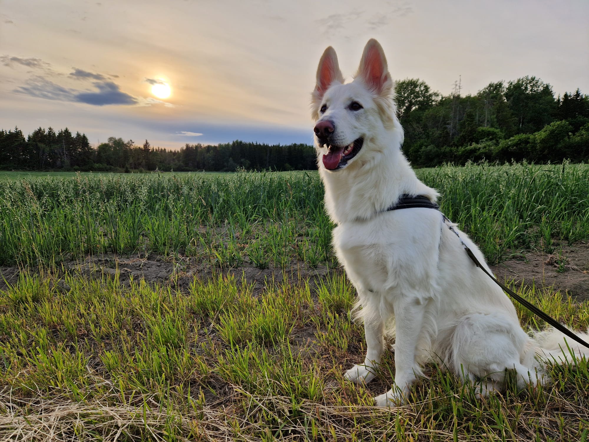 lumi